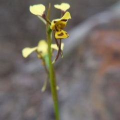 Diuris sulphurea at Goulburn, NSW - suppressed