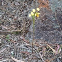 Diuris sulphurea at Goulburn, NSW - 5 Nov 2017