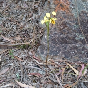 Diuris sulphurea at Goulburn, NSW - suppressed