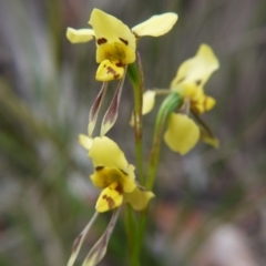 Diuris sulphurea (Tiger Orchid) at Mount Gray Recreation Reserve, Goulburn - 5 Nov 2017 by ClubFED