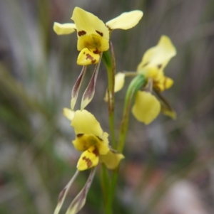 Diuris sulphurea at Goulburn, NSW - suppressed