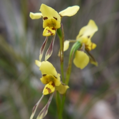 Diuris sulphurea (Tiger Orchid) at Governers Hill Recreation Reserve - 5 Nov 2017 by ClubFED