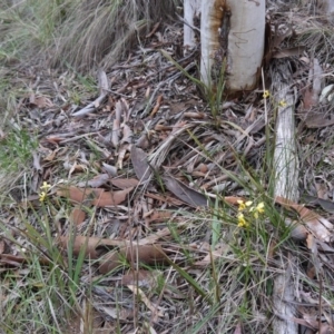 Diuris sulphurea at Goulburn, NSW - suppressed