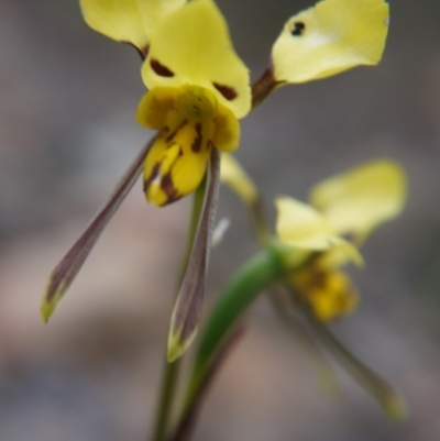 Diuris sulphurea (Tiger Orchid) at Goulburn, NSW - 5 Nov 2017 by ClubFED