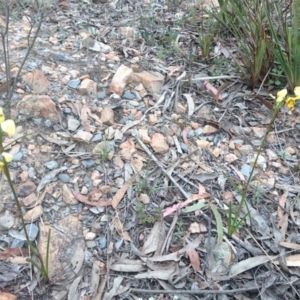 Diuris sulphurea at Goulburn, NSW - 5 Nov 2017