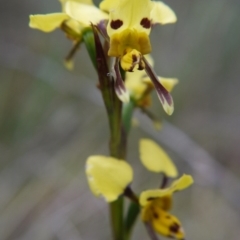 Diuris sulphurea (Tiger Orchid) at Mount Gray Recreation Reserve, Goulburn - 5 Nov 2017 by ClubFED