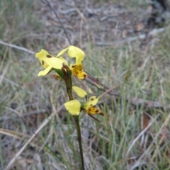 Diuris sulphurea at Goulburn, NSW - 5 Nov 2017