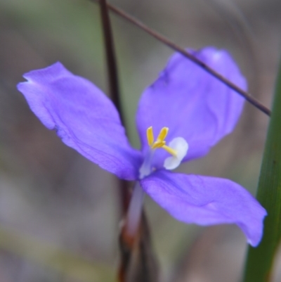 Patersonia (genus) at Goulburn, NSW - 5 Nov 2017 by ClubFED