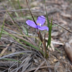 Patersonia sp. at Goulburn, NSW - 5 Nov 2017