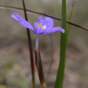 Patersonia sp. at Goulburn, NSW - 5 Nov 2017