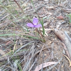 Patersonia sp. at Goulburn, NSW - 5 Nov 2017