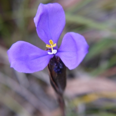 Patersonia sp. at Governers Hill Recreation Reserve - 5 Nov 2017 by ClubFED