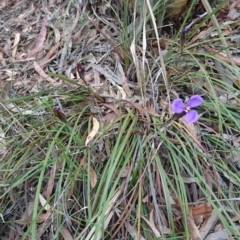 Patersonia sp. at Goulburn, NSW - 5 Nov 2017