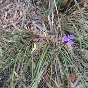 Patersonia sp. at Goulburn, NSW - 5 Nov 2017