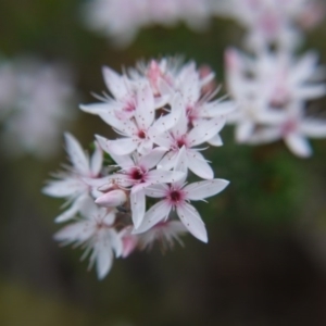 Calytrix tetragona at Goulburn, NSW - 5 Nov 2017 04:10 PM