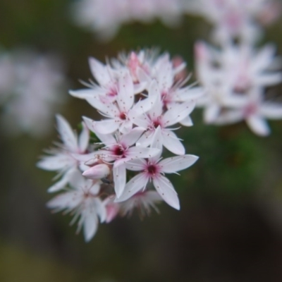 Calytrix tetragona (Common Fringe-myrtle) at Governers Hill Recreation Reserve - 5 Nov 2017 by ClubFED