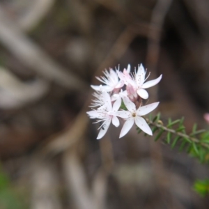 Calytrix tetragona at Goulburn, NSW - 5 Nov 2017 04:10 PM