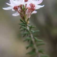 Calytrix tetragona at Goulburn, NSW - 5 Nov 2017 04:10 PM