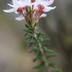 Calytrix tetragona at Goulburn, NSW - 5 Nov 2017 04:10 PM