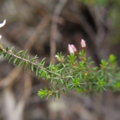 Calytrix tetragona at Goulburn, NSW - 5 Nov 2017 04:10 PM