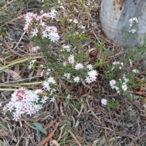 Calytrix tetragona at Goulburn, NSW - 5 Nov 2017 04:10 PM