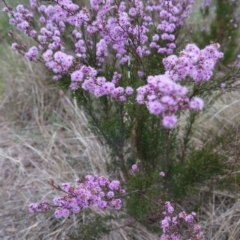 Kunzea parvifolia (Violet Kunzea) at Governers Hill Recreation Reserve - 5 Nov 2017 by ClubFED