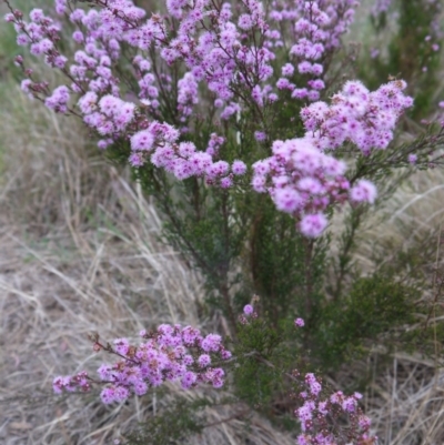 Kunzea parvifolia (Violet Kunzea) at Goulburn, NSW - 5 Nov 2017 by ClubFED