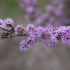 Kunzea parvifolia at Goulburn, NSW - 5 Nov 2017