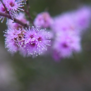 Kunzea parvifolia at Goulburn, NSW - 5 Nov 2017