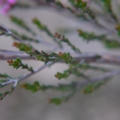 Kunzea parvifolia at Goulburn, NSW - 5 Nov 2017