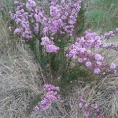 Kunzea parvifolia at Goulburn, NSW - 5 Nov 2017