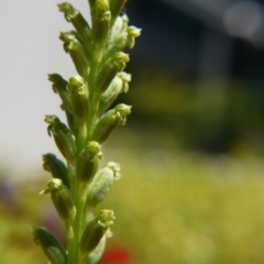 Microtis unifolia (Common Onion Orchid) at Barton, ACT - 6 Nov 2017 by ClubFED