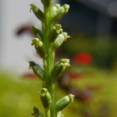 Microtis unifolia at Barton, ACT - suppressed