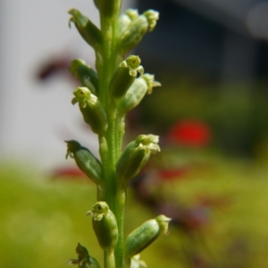 Microtis unifolia at Barton, ACT - suppressed