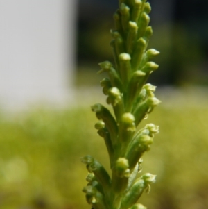 Microtis unifolia at Barton, ACT - suppressed