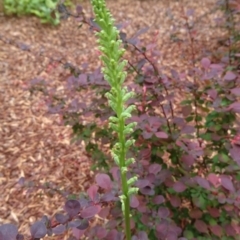 Microtis unifolia at Barton, ACT - suppressed