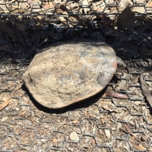 Chelodina longicollis at Gungahlin, ACT - 7 Nov 2017