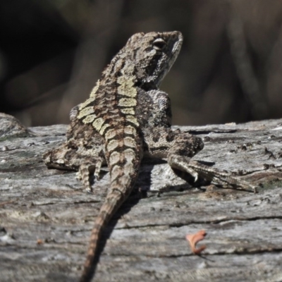 Amphibolurus muricatus (Jacky Lizard) at Namadgi National Park - 6 Nov 2017 by JohnBundock