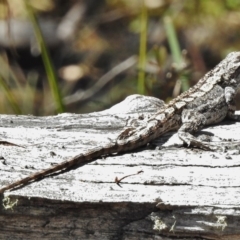 Amphibolurus muricatus at Booth, ACT - 7 Nov 2017 10:19 AM