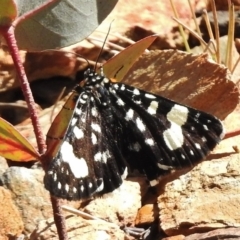 Phalaenoides tristifica (Willow-herb Day-moth) at Namadgi National Park - 6 Nov 2017 by JohnBundock