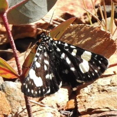 Phalaenoides tristifica (Willow-herb Day-moth) at Booth, ACT - 7 Nov 2017 by JohnBundock