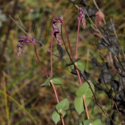 Veronica perfoliata (Digger's Speedwell) at Booth, ACT - 7 Nov 2017 by JohnBundock