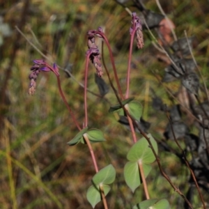 Veronica perfoliata at Booth, ACT - 7 Nov 2017