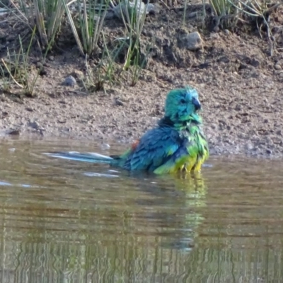 Psephotus haematonotus (Red-rumped Parrot) at Wanniassa Hill - 4 Nov 2017 by Mike