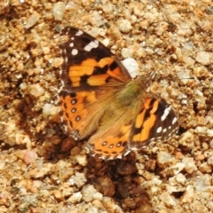 Vanessa kershawi (Australian Painted Lady) at Namadgi National Park - 7 Nov 2017 by JohnBundock