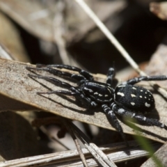 Nyssus albopunctatus (White-spotted swift spider) at Michelago, NSW - 7 Nov 2017 by Illilanga