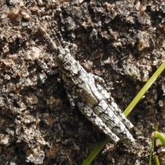 Coryphistes ruricola (Bark-mimicking Grasshopper) at Booth, ACT - 7 Nov 2017 by JohnBundock