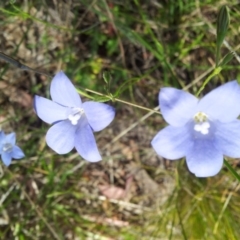 Wahlenbergia stricta subsp. stricta (Tall Bluebell) at Kambah, ACT - 7 Nov 2017 by RosemaryRoth