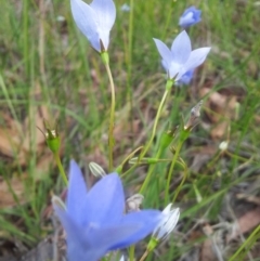 Wahlenbergia stricta subsp. stricta at Kambah, ACT - 7 Nov 2017 09:53 AM