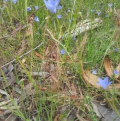 Wahlenbergia stricta subsp. stricta at Kambah, ACT - 7 Nov 2017 09:53 AM